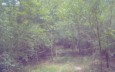 Sample image from CaT