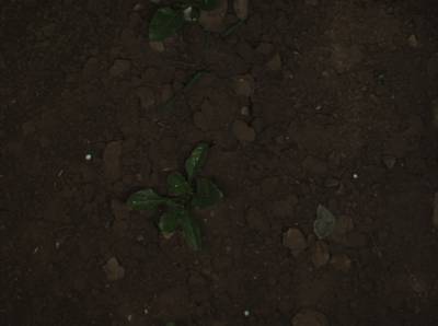 Sample image from Sugar Beets 2016