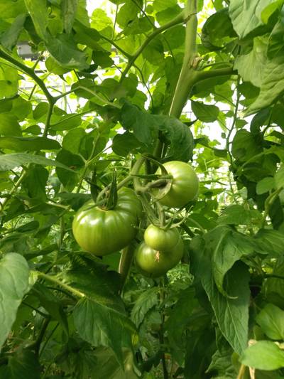 Sample image from LaboroTomato