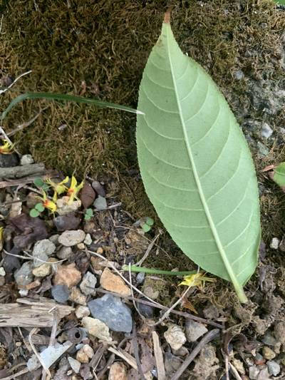 Sample image from Urban Street: Leaf