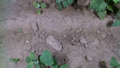 Sample image from Dataset of Annotated Food Crops and Weed Images