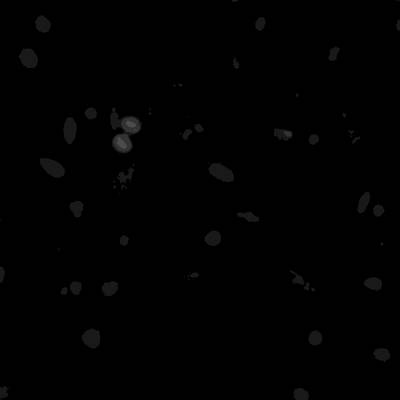 Sample image from Annotated Quantitative Phase Microscopy Cell