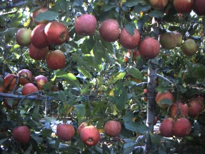 Sample image from Apple from Orchard Environment