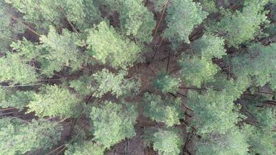 Sample image from LADD: Lacmus Drone Dataset