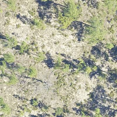 Sample image from NeonTreeEvaluation: RGB