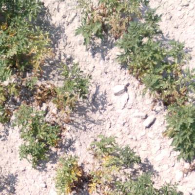 Sample image from Potato Plants Images