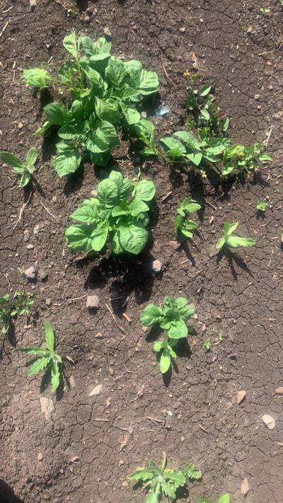 Sample image from Supervisely Potatoes