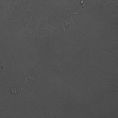 Sample image from Recognizance'22 Round 2