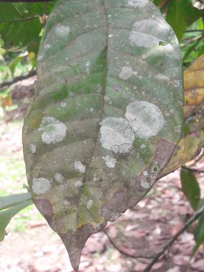 Sample image from KaraAgro AI Cocoa