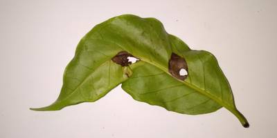 Sample image from Coffee Leaf Biotic Stress