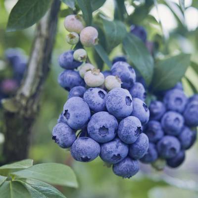 Sample image from deepNIR Fruit Detection