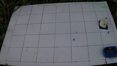 Sample image from Ant Detection