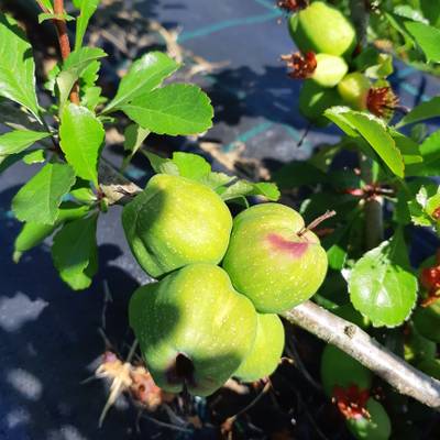Sample image from QuinceSet