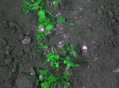 Sample image from CWFID