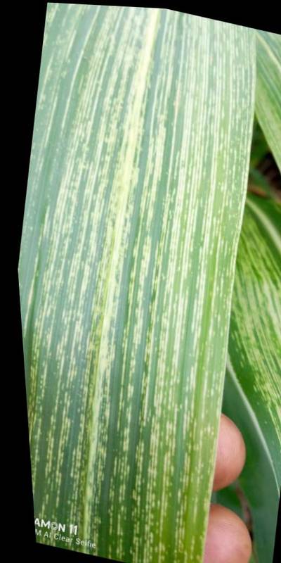 Sample image from KaraAgro AI Maize