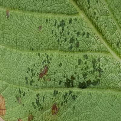 Sample image from Strawberry Disease Detection