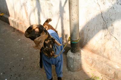 Sample image from Goat Image