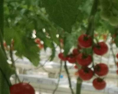 Sample image from Tomato Detection