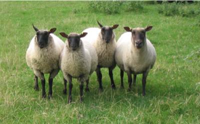 Sample image from Sheep Detection