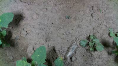 Sample image from Dataset of Annotated Food Crops and Weed Images