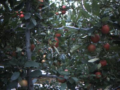 Sample image from Apple from Orchard Environment