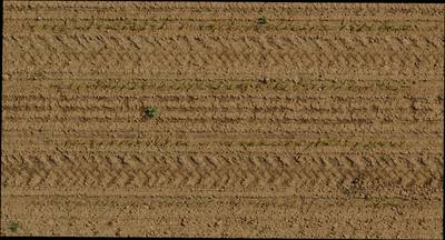 Sample image from Plant Detection and Counting