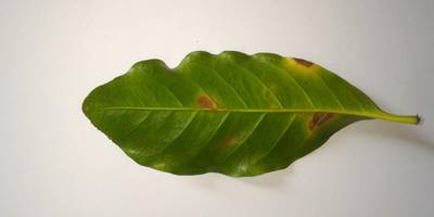 Sample image from Coffee Leaf Biotic Stress