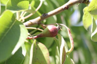 Sample image from DiaMOS Plant