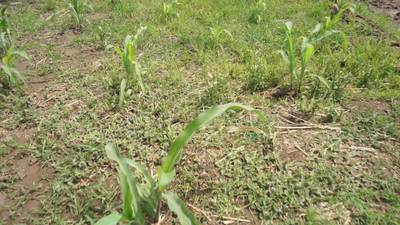 Sample image from Maize-Weed Image