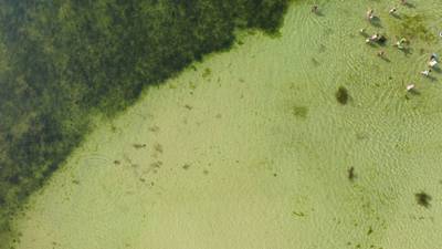 Sample image from AFO