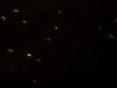 Sample image from Fluorescent Neuronal Cells