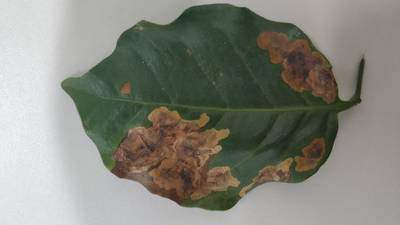 Sample image from Rust and Leaf Miner in Coffee Crop