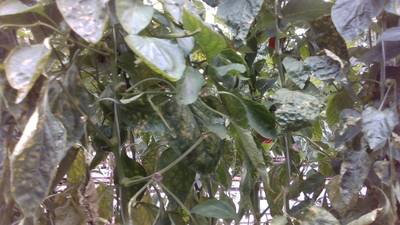 Sample image from Sweet Pepper
