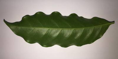 Sample image from Coffee Leaf Biotic Stress