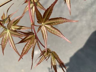 Sample image from Urban Street: Leaf Classification