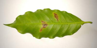 Sample image from Coffee Leaf Biotic Stress