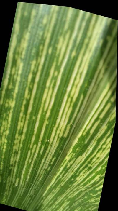Sample image from KaraAgro AI Maize