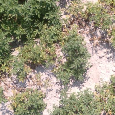 Sample image from Multispectral Potato Plants Images