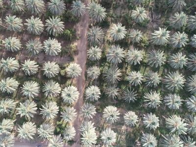 Sample image from Palm Trees