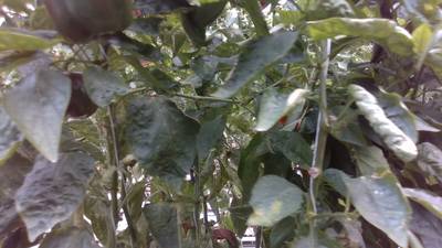 Sample image from Sweet Pepper