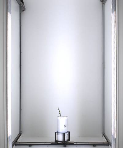 Sample image from Maize Whole Plant Image
