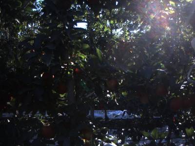 Sample image from Apple Dataset Benchmark from Orchard Environment