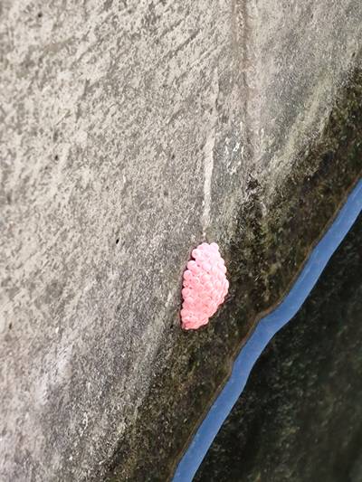 Sample image from Pink-Eggs Dataset V1