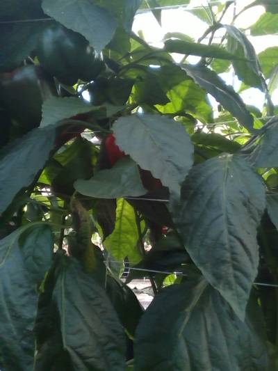 Sample image from QHDP