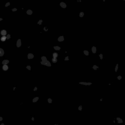 Sample image from Annotated Quantitative Phase Microscopy Cell