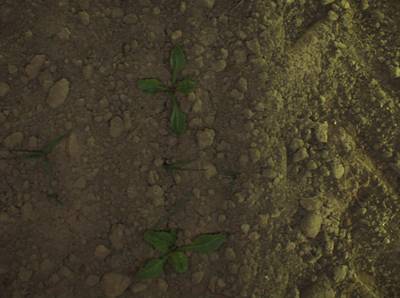 Sample image from Supervisely HRDA Plants Demo
