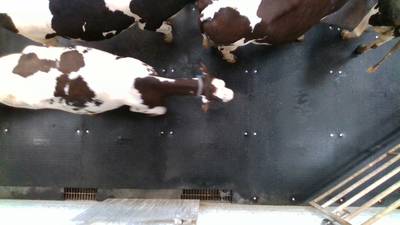 Sample image from Cows2021