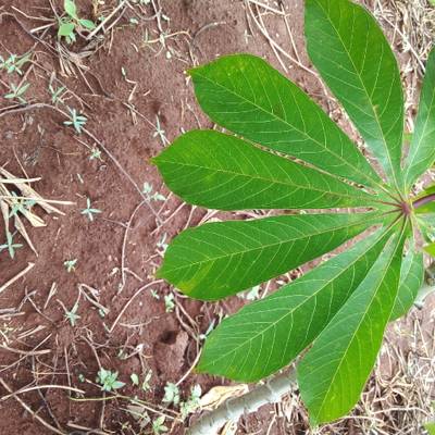 Sample image from Makerere University Cassava