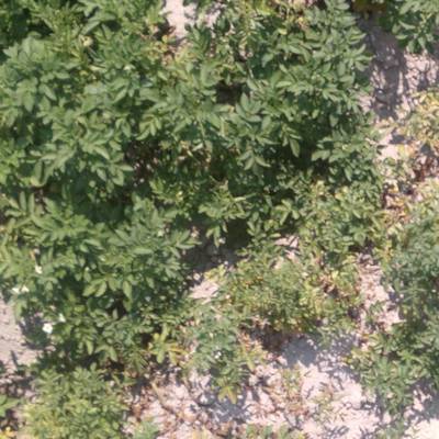 Sample image from Multispectral Potato Plants Images