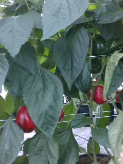 Sample image from QHDP